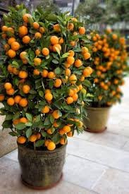 Chinese Mini Orange